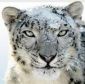 Photo de Snowkat