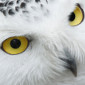 Photo de Bubo scandiacus