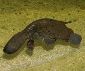 Bild des Benutzers Platypus333