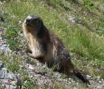 Alpine_Marmot.jpg