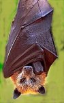 Golden_crowned_fruit_bat.jpg