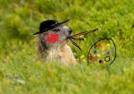 alpine-marmot2-.jpg