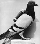 carrier_pigeon.jpg