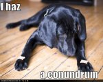 funny-dog-pictures-biscuit-conundrum.jpg
