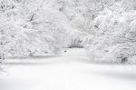 snowy-trees.jpg