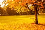 yellow-autumn.jpg